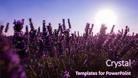  Presentation with floral border lavender flowers - Presentation theme featuring close up bushes of lavender background and a  colored foreground