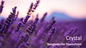  Presentation with lavender flowers - Amazing presentation design having close up bushes of lavender backdrop and a violet colored foreground