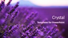  Presentation with purple flowers - Cool new slide set with close up bushes of lavender backdrop and a  colored foreground