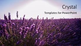  Presentation with purple lotus flowers blooming - Amazing presentation theme having close up bushes of lavender backdrop and a  colored foreground