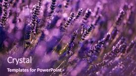  Presentation with floral border lavender flowers - Presentation consisting of close up bushes of lavender background and a  colored foreground
