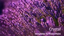  Presentation with lavender flowers border - Amazing presentation theme having close up bushes of lavender backdrop and a  colored foreground