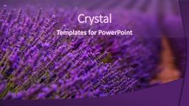  Presentation with floral border lavender flowers - Presentation theme consisting of close up bushes of lavender background and a violet colored foreground