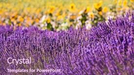  Presentation with purple flowers and oils - Presentation design featuring close up bushes of lavender background and a violet colored foreground