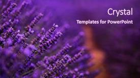  Presentation with lavender flowers - Colorful presentation theme enhanced with close up bushes of lavender backdrop and a violet colored foreground
