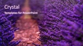  Presentation with purple flowers - PPT theme with close up bushes of lavender background and a violet colored foreground