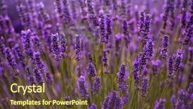  Presentation with floral border lavender flowers - Colorful presentation design enhanced with close up bushes of lavender backdrop and a tawny brown colored foreground