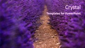  Presentation with lavender flowers border - Slide set having close up bushes of lavender background and a violet colored foreground