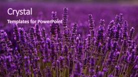  Presentation with purple flowers and oils - Cool new PPT layouts with close up bushes of lavender backdrop and a violet colored foreground