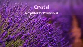  Presentation with purple flowers and oils - Beautiful PPT theme featuring close up bushes of lavender backdrop and a violet colored foreground