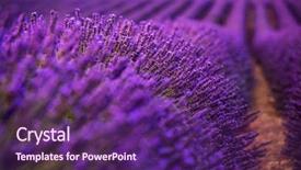  Presentation with lavender flowers - Presentation consisting of close up bushes of lavender background and a violet colored foreground