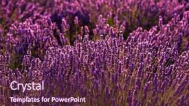  Presentation with purple flowers and oils - Beautiful presentation design featuring close up bushes of lavender backdrop and a tawny brown colored foreground