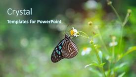  Presentation with butterfly - Presentation design having close-up-butterfly-on-flower background and a tawny brown colored foreground