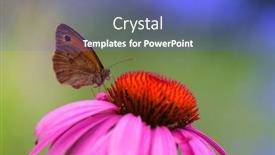  Presentation with purple butterfly - Audience pleasing presentation theme consisting of close-up-butterfly-on-purple backdrop and a teal colored foreground