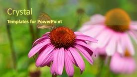  Presentation with purple butterfly - Audience pleasing PPT layouts consisting of close-up-butterfly-on-purple backdrop and a tawny brown colored foreground