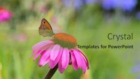  Presentation with purple butterfly - Presentation theme having close-up-butterfly-on-purple background and a seafoam green colored foreground