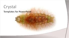  Presentation with caterpillar - Amazing presentation having close-up-caterpillar-isolated backdrop and a white colored foreground