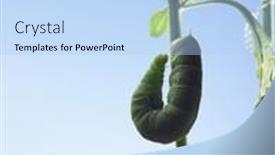  Presentation with caterpillar - 