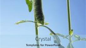  Presentation with caterpillar - 