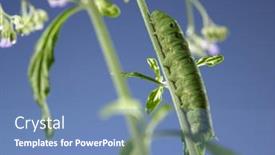  Presentation with caterpillar - 