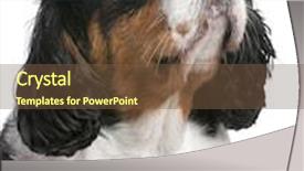  Presentation with king - Colorful PPT layouts enhanced with close-up cavalier king charles backdrop and a tawny brown colored foreground