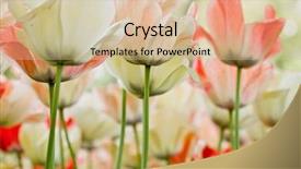  Presentation with tulips - Presentation theme having close-up-color-tulips-selective background and a soft green colored foreground