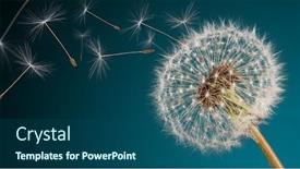  Presentation with close up shot - PPT theme enhanced with close-up-dandelion-head-macro background and a ocean colored foreground