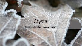  Presentation with dead leaves - Slide deck having close up dead brown leaves background and a light gray colored foreground