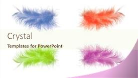  Presentation with feather - Audience pleasing presentation consisting of close-up decorative bird feather on white background soft focus backdrop and a soft green colored foreground