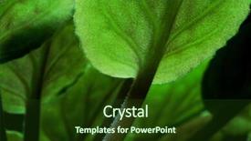  Presentation with african violet - Colorful slides enhanced with close up detail of african violet saintpaulia sp leaves backdrop and a tawny brown colored foreground