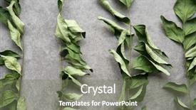  Presentation with curry leaves - Theme featuring close up dried curry leaves background and a violet colored foreground