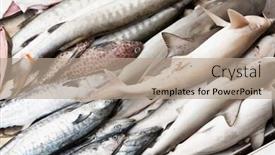  Presentation with fish - Cool new PPT layouts with close-up-fish-in-wet backdrop and a coral colored foreground