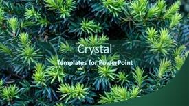  Presentation with needles - Presentation theme enhanced with close-up-form-green-bush background and a ocean colored foreground