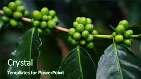  Presentation with coffee beans - Theme with living organism - close up fresh organic coffee background and a tawny brown colored foreground