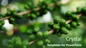  Presentation with coffee beans - Presentation theme enhanced with living organism - close up fresh organic coffee background and a forest green colored foreground