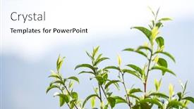  Presentation with tea leaves - Theme consisting of close-up-fresh-tea-leaves background and a cool aqua colored foreground