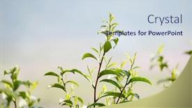  Presentation with tea leaves - Colorful theme enhanced with close-up-fresh-tea-leaves backdrop and a sky blue colored foreground
