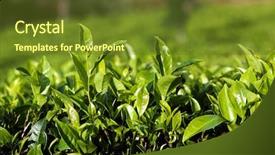  Presentation with tea leaves - PPT theme with close up fresh tea leaves background and a tawny brown colored foreground