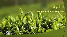  Presentation with tea leaves - Presentation theme having close up fresh tea leaves in morning sunlight background and a tawny brown colored foreground