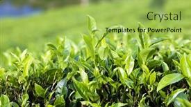  Presentation with tea leaves - Audience pleasing presentation consisting of close up fresh tea leaves in morning sunlight backdrop and a yellow colored foreground