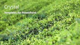  Presentation with tea leaves - Slide deck featuring close up fresh tea leaves in morning sunlight background and a seafoam green colored foreground