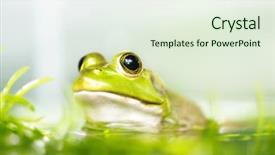  Presentation with pond - Cool new PPT theme with close up frog backdrop and a sky blue colored foreground