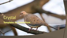  Presentation with dove - Presentation design with close-up-from-dove-resting background and a violet colored foreground