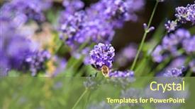  Presentation with hawk - Slide deck featuring close up from hummingbird hawk background and a tawny brown colored foreground