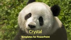  Presentation with national - Amazing PPT theme having close-up giant panda backdrop and a tawny brown colored foreground