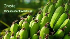  Presentation with banana tree - Presentation design featuring close-up-green-banana-bunch background and a tawny brown colored foreground