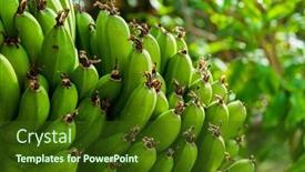  Presentation with banana tree - Slide set enhanced with close-up-green-banana-bunch background and a tawny brown colored foreground