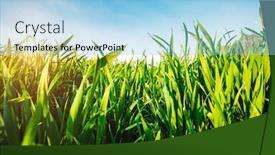  Presentation with green earth - PPT theme featuring close-up-green-grass background and a light blue colored foreground