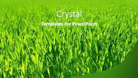  Presentation with blurred bokeh - Presentation theme with close-up-green-grass background and a shamrock green colored foreground