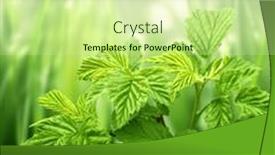  Presentation with blurred bokeh - Slide deck enhanced with close-up-green-leaves background and a soft green colored foreground